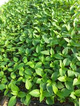 팜모닝 자유주제·자유게시판 게시글 이미지