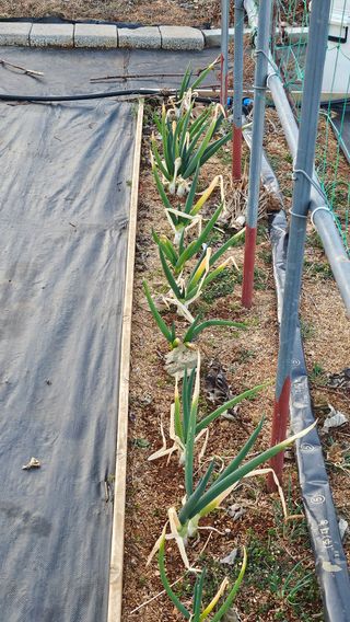 유기농으로키우자님의 자유주제 · 자유게시판 작성글 사진