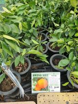 논산푸른팜님의 자유주제·자유게시판 작성글 사진