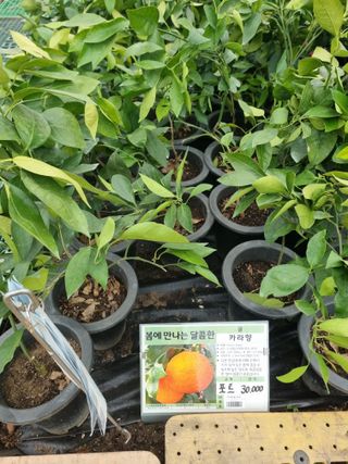 논산푸른팜님의 자유주제 · 자유게시판 작성글 사진