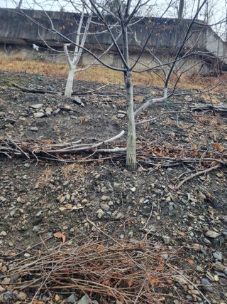 김용대님의 자유주제 · 자유게시판 작성글 사진