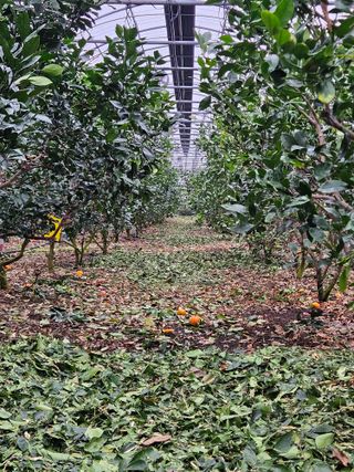 제주 지안이네농장님의 자유주제 · 자유게시판 작성글 사진