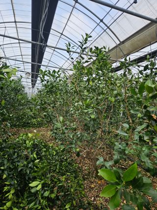 제주 지안이네농장님의 자유주제 · 자유게시판 작성글 사진