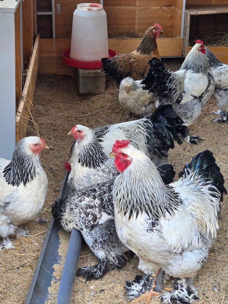 이찬암님의 장터 판매 상품 [브라마 닭. 병아리. 유정란] 첨부 사진