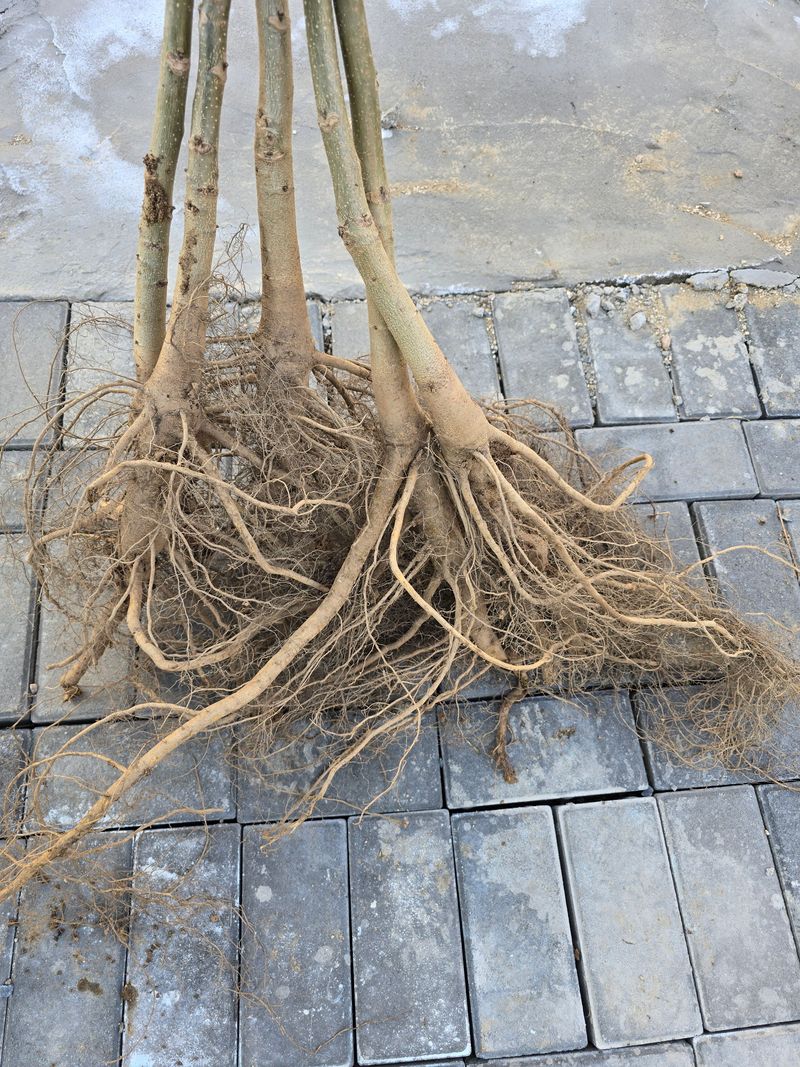 형제들농원님의 장터 판매 상품 [조실성 박피호두 묘목분양] 첨부 사진