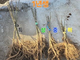 형제들농원님의 작성글 사진