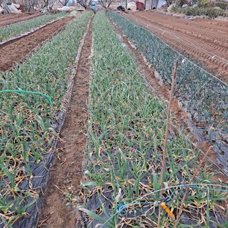 나누고싶어서님의 자유주제 · 자유게시판 작성글 사진