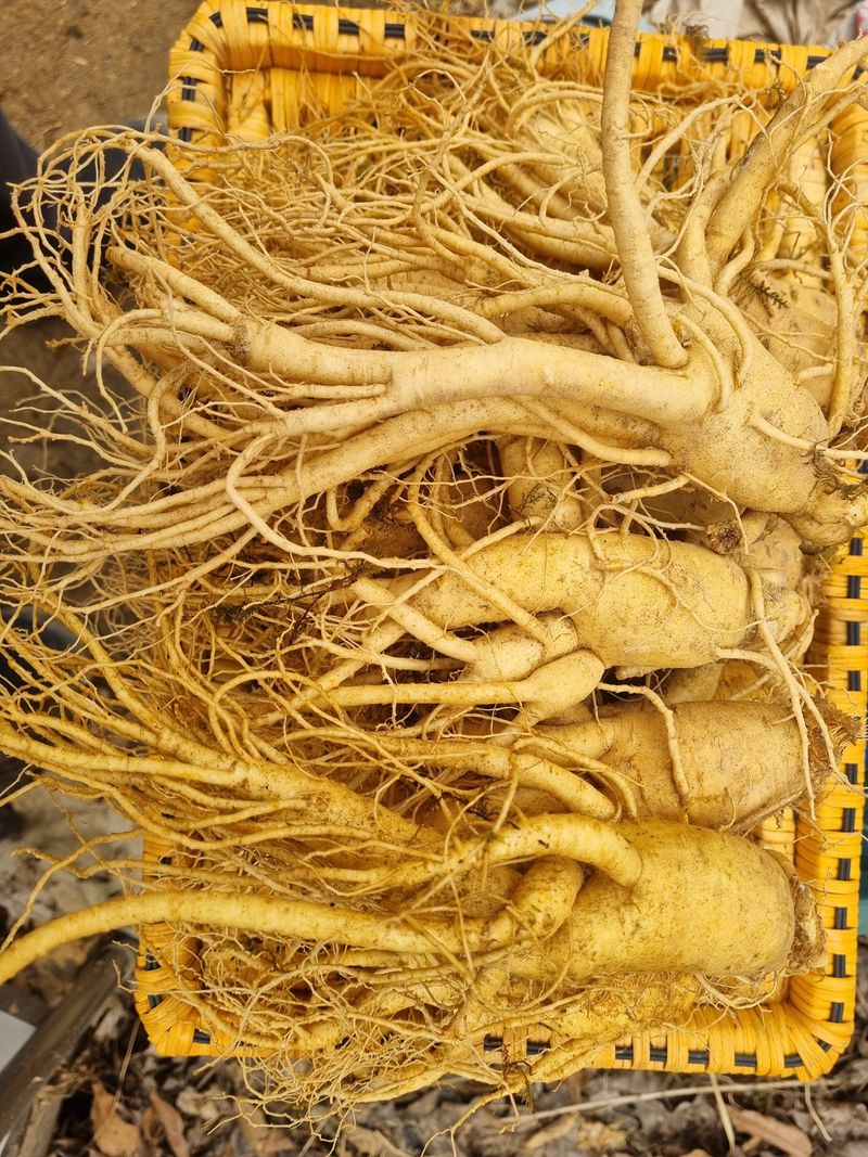 모두팜님의 장터 판매 상품 [인삼 2k] 첨부 사진