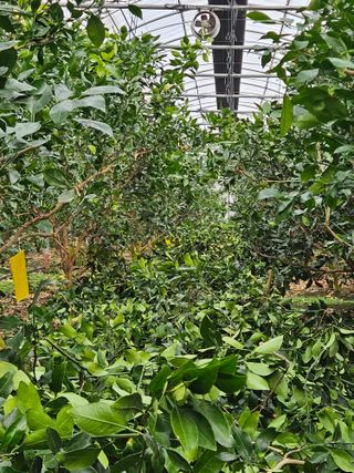 제주 지안이네농장님의 자유주제 · 자유게시판 작성글 사진