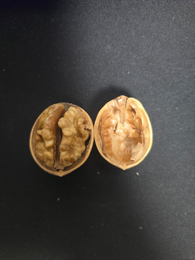 형제들농원님의 장터 판매 상품 [조실성 박피호두 묘목분양] 첨부 사진