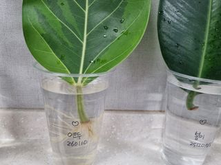 진여화 농원님의 자유주제 · 자유게시판 작성글 사진