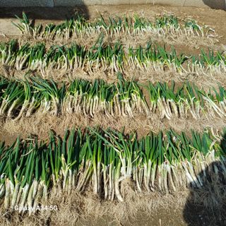 삼성농산님의 자유주제 · 자유게시판 작성글 사진