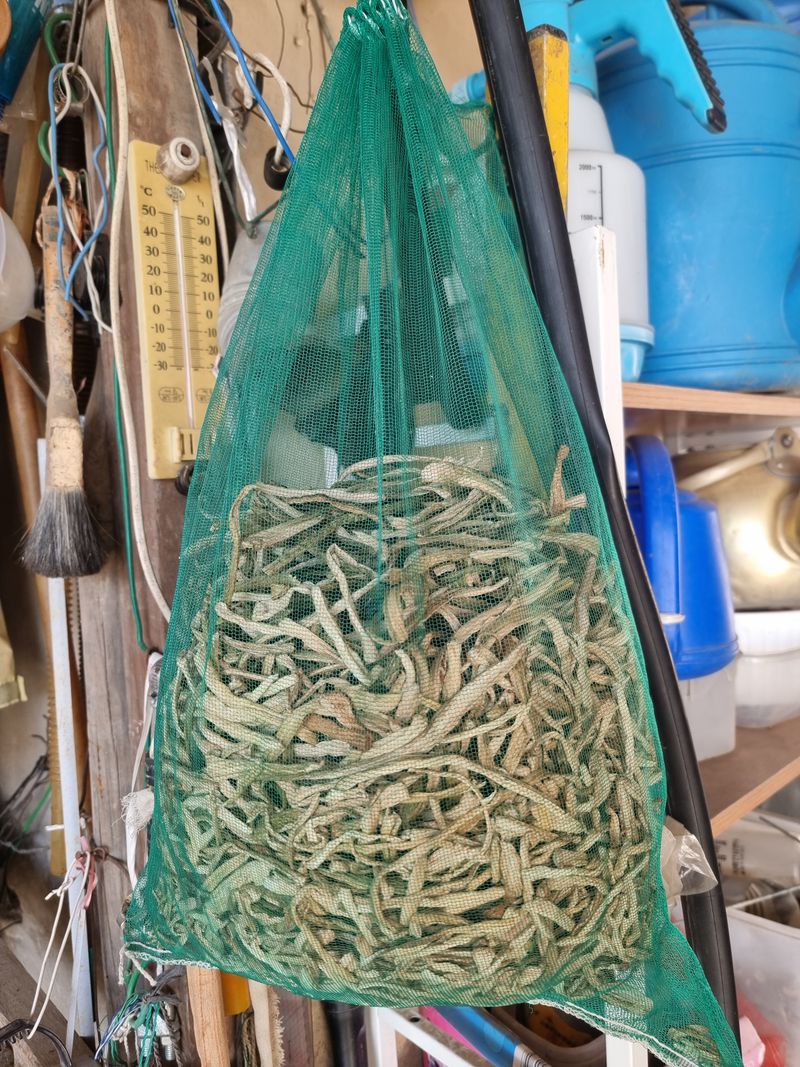 장터 상품 [말린 건토란대] 썸네일