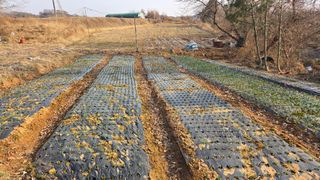 상록수대박님의 자유주제 · 자유게시판 작성글 사진