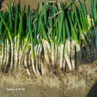 삼성농산님의 작성글 사진