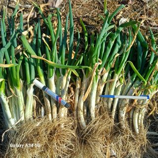 삼성농산님의 자유주제 · 자유게시판 작성글 사진