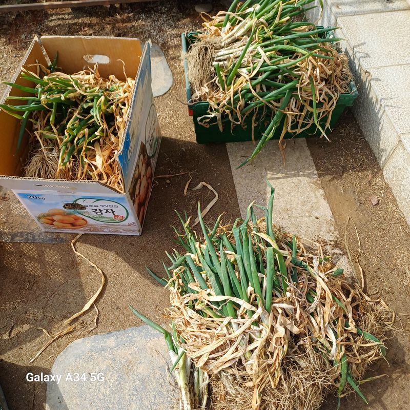 삼성농산님의 장터 판매 상품 [요술대파.순천동파 판매] 첨부 사진