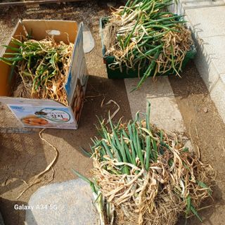 삼성농산님의 작성글 사진