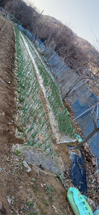 초보퍼머5도2촌준비님의 자유주제 · 자유게시판 작성글 사진