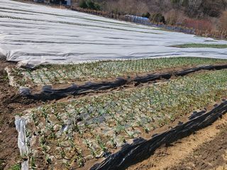 백용기님의 자유주제 · 자유게시판 작성글 사진