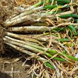 팜모닝 자유주제·자유게시판 게시글 이미지