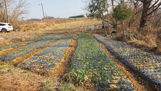 상록수대박님의 자유주제 · 자유게시판 작성글 사진