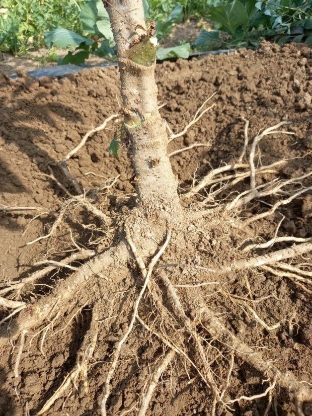 정선 숲속의농부님의 장터 판매 상품 [여름두릅,이형두릅 종근] 첨부 사진