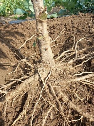 정선 숲속의농부님의 작성글 사진