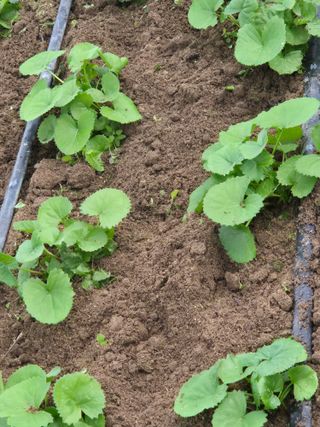 병풍취산채농원님의 자유주제 · 자유게시판 작성글 사진