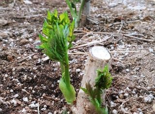 정선 숲속의농부님의 작성글 사진