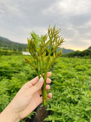 정선 숲속의농부님의 작성글 사진