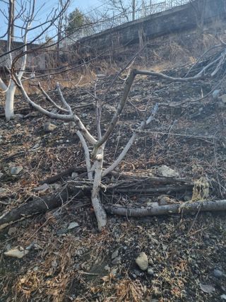 김용대님의 자유주제 · 자유게시판 작성글 사진