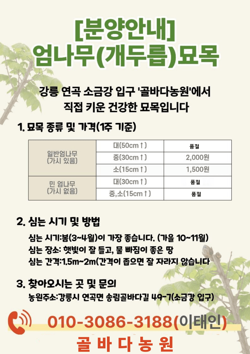 강릉골바다농원님의 장터 판매 상품 [엄나무묘목] 첨부 사진