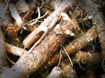 정선 숲속의농부님의 장터 판매 상품 [여름두릅,이형두릅 종근] 첨부 사진