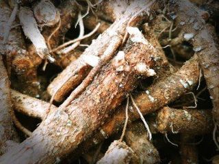 정선 숲속의농부님의 작성글 사진