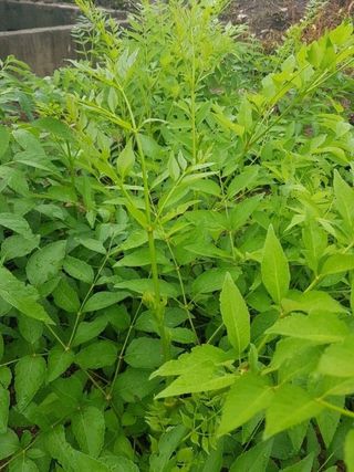 정선 숲속의농부님의 작성글 사진