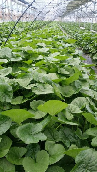 병풍취산채농원님의 자유주제 · 자유게시판 작성글 사진