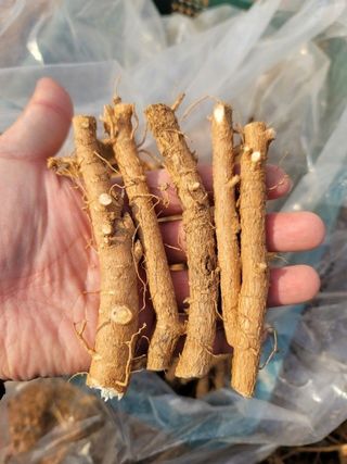 정선 숲속의농부님의 작성글 사진