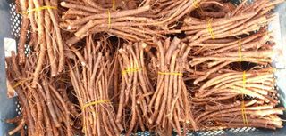 정선 숲속의농부님의 작성글 사진