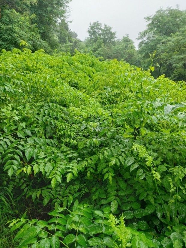 정선 숲속의농부님의 장터 판매 상품 [여름두릅,이형두릅 종근] 첨부 사진