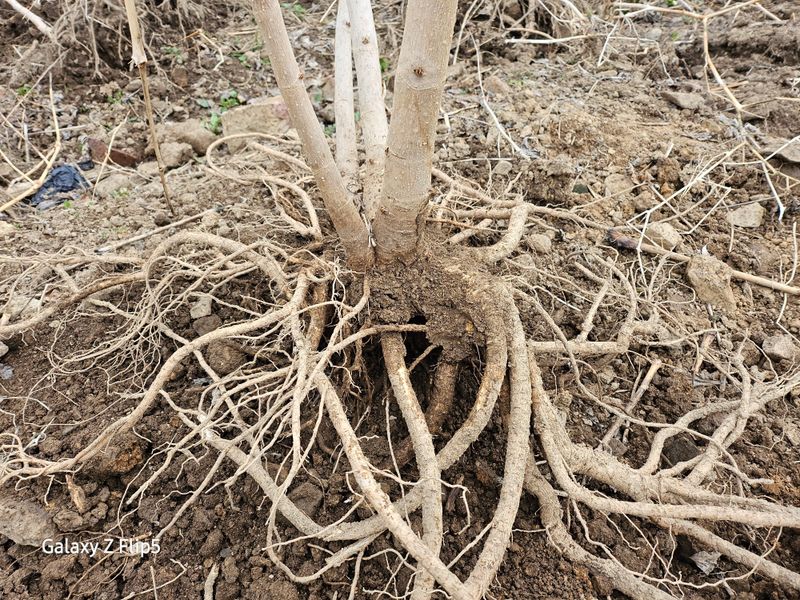 정선 숲속의농부님의 장터 판매 상품 [여름두릅,이형두릅 종근] 첨부 사진