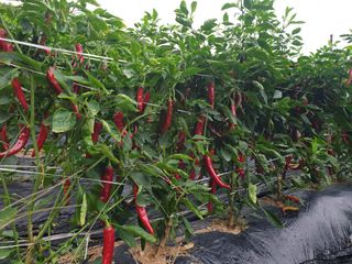 신동익님의 작성글 사진