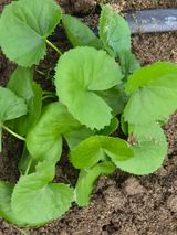 팜모닝 자유주제·자유게시판 게시글 이미지