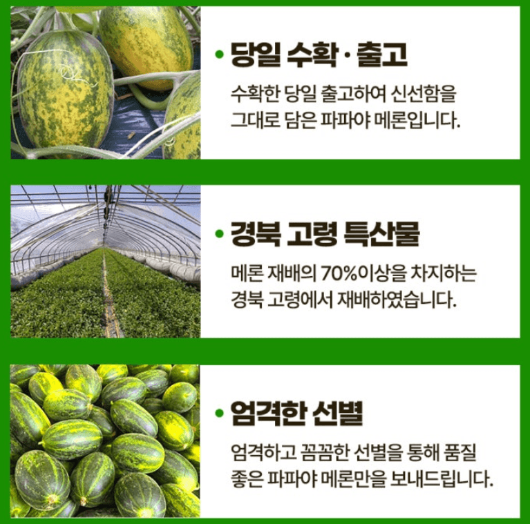 스피드번님의 장터 판매 상품 [고령 파파야메론] 첨부 사진