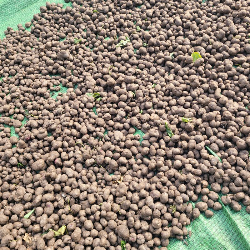 장터 상품 [자색마씨앗(영여자) 1kg] 썸네일