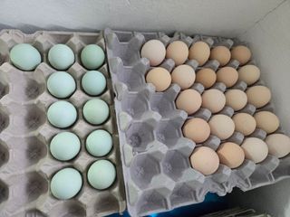 김영복님의 자유주제 · 자유게시판 작성글 사진