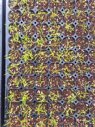 병풍취산채농원님의 자유주제 · 자유게시판 작성글 사진