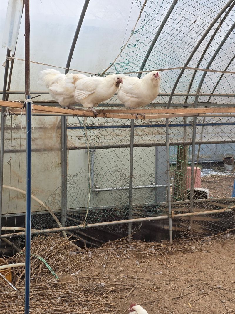 김영복님의 장터 판매 상품 [관상용닭 ] 첨부 사진