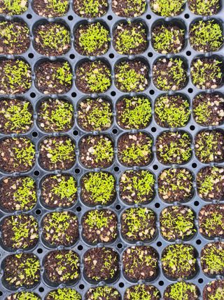 병풍취산채농원님의 자유주제 · 자유게시판 작성글 사진