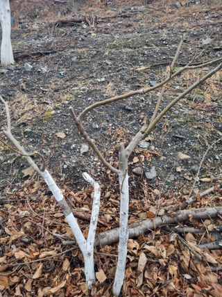 김용대님의 자유주제 · 자유게시판 작성글 사진